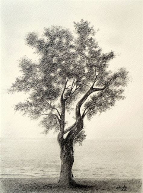 olive tree pencil drawing