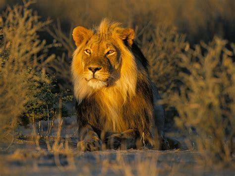 The African Lion King Of All Animals Wildlife Of World