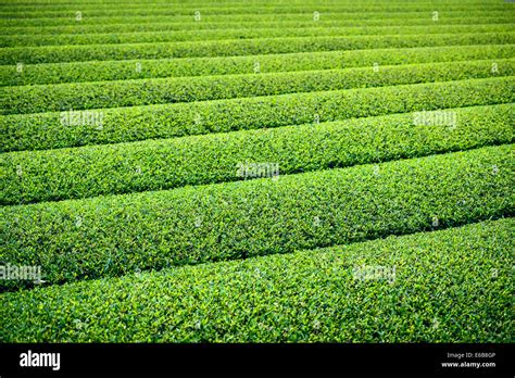 Tea Plantation In Yokkaichi Japan Stock Photo Alamy