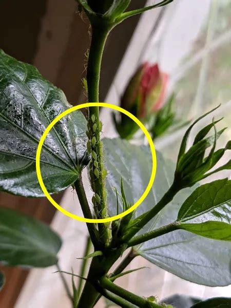 How To Get Rid Of Aphids On Hibiscus For Good Gardenine