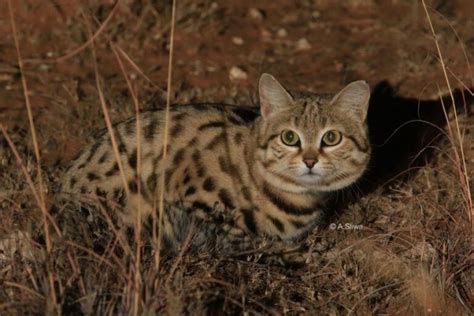 Black Footed Cat International Society For Endangered Cats Isec Canada