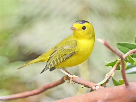 25 Birds With Yellow Bellies With Pictures Animal Hype