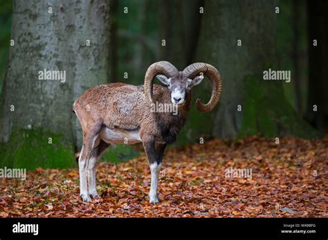 European Mouflon Ovis Gmelini Musimon Ovis Ammon Ovis Orientalis