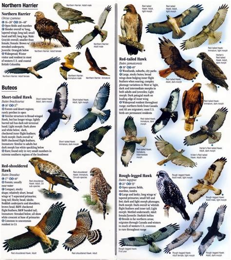 NEVADA BIRD RESCUE - Birds n Beasts Inc.