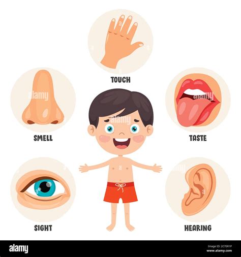 Five Senses Concept High Resolution Stock Photography And Images Alamy