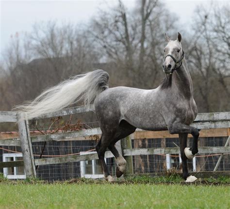 The Long Grey Line Farm Breeders Of American Saddlebred And American