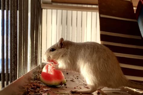 Can Hamsters Have Watermelon Flesh Rind And Seeds Natgeos