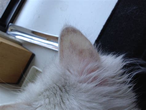 My 1 Year Old Cat Has Discoloration On The Outside Of Her Ears And A