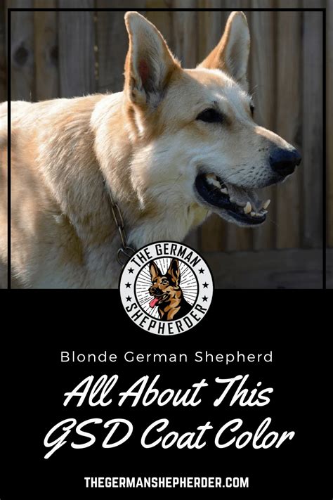 Blonde German Shepherd All About This Gsd Coat Color German Shepherd