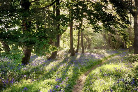 Magical Path Through Norfolk Bluebell Forest With Early Morning Sunrise