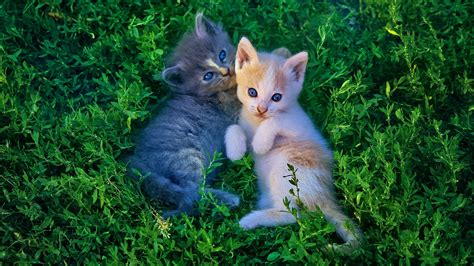 White And Gray Kittens On The Green Plants Hd Kitten Wallpapers Hd