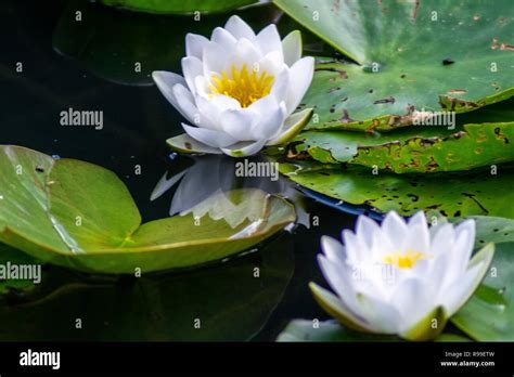 Water Lillies Nymphaeaceae Hi Res Stock Photography And Images Alamy