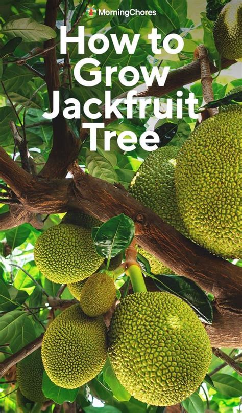 Growing Jackfruit Is Becoming More And More Popular Theyre Versatile