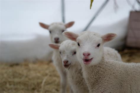 Oc Took A Picture Of My Very Happy And Cute Lambs Pics