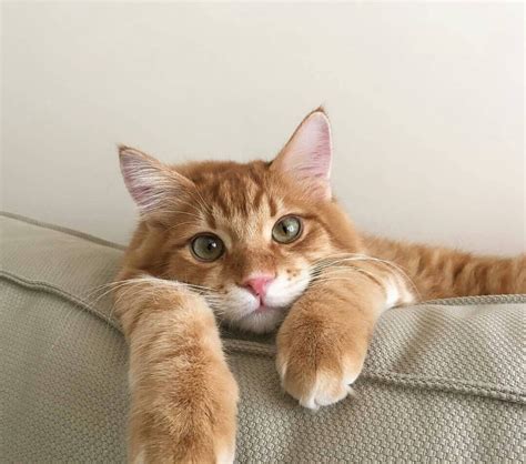 Maybe you would like to learn more about one of these? Kucing Maine Coon Harganya - Idalias Salon