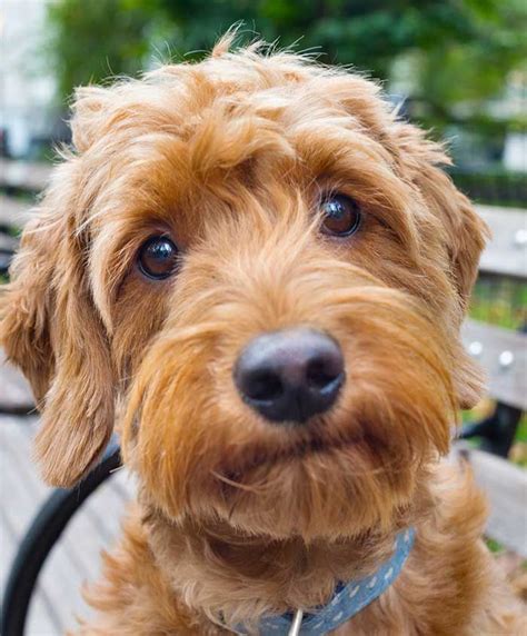 What is the goldendoodle teddy bear cut? 551 best Doodle Grooming images on Pinterest | Doggies, Golden doodles and Labradoodles
