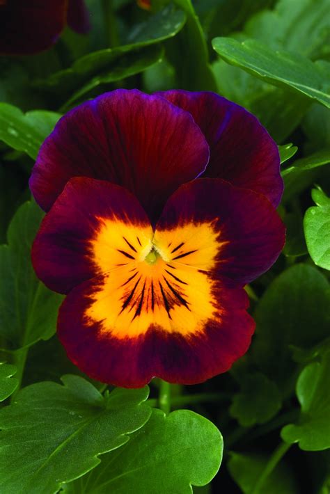Viola Penny Red With Yellow Face Muller Seeds