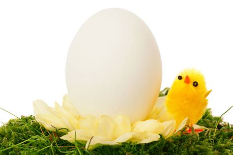 2560x1440 Wallpaper Yellow Chick And White Egg Peakpx