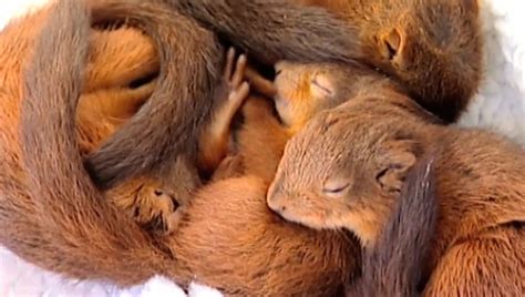 Are These The Top 5 Cutest Animals Ever Aol Features