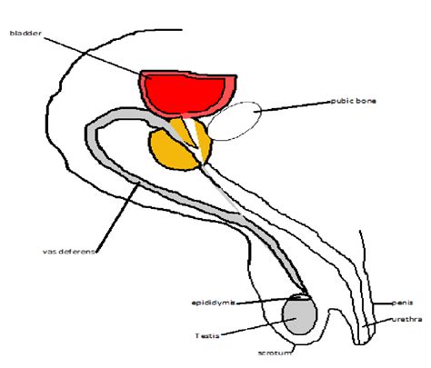 In this video i'm going to draw diagram of human male reproductive system , step by step and very easily in few minutes , human male reproductive system. Free Respiratory System Blank Diagram, Download Free Clip Art, Free Clip Art on Clipart Library