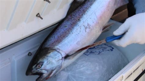 How To Freeze And Store Salmon Trout And Other Fish Youtube