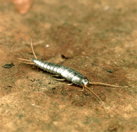 If you an infestation of unwanted creatures, do yourself a favor and put in a call to the professionals. Silverfish Pest Control Services | Local, family-owned and ...