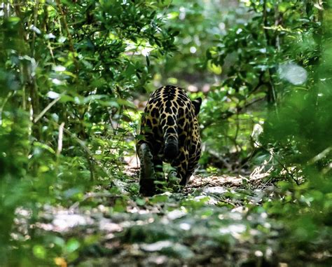 One of the world's largest cats jaguars may soon be reintroduced in arizona and new mexico. IFAW Along With Local Partners Release Rescued Jaguar Back ...