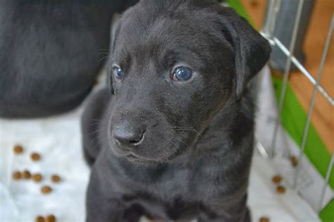 Kasha is about 4 months old and 15 pounds. Puppies, Doberman Labrador mix babies, looking for their ...