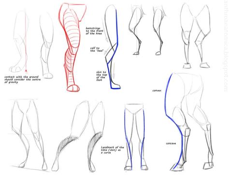 Anthro Anatomica Anthro Leg Gestures Drawing References In 2019