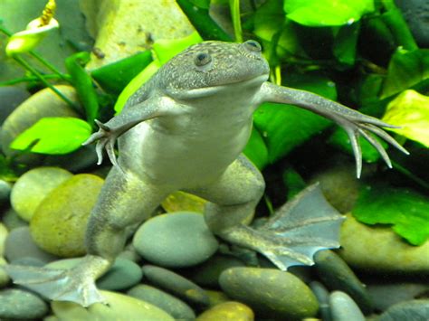 African Clawed Frog Xenopus Laevis National Zoo Amazonia