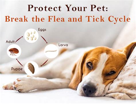 Protect Your Pet Break The Flea And Tick Cycle Petcaresupplies Blog