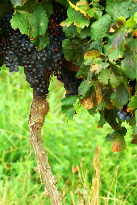 Grape Vine Photos Grape Vine Dna Research Stock Image G3500822