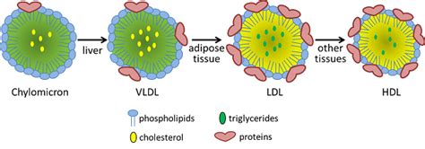 What Are Lipoproteins Definition Functions And Types