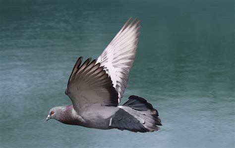 Pigeon Flying By T I N I C A On Deviantart