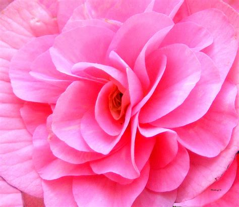 We did not find results for: allapkandroiddownload: Download Pink background branches ...