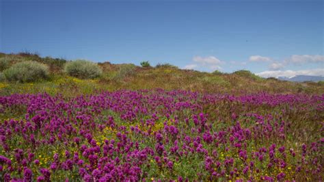 Maybe you would like to learn more about one of these? Antelope Valley California Poppy Reserve / California ...
