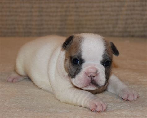 French Bulldog Puppies For Sale Huskerland Bulldogs Akc Registered