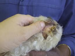 I just had my cat's vaccinations and flea treatment done at the vet. Lungworm in dogs (French Heartworm) - Your Own Vet