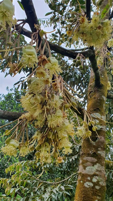 Warisan Petani Pokok Durian Duri Hitam Dah Berbunga