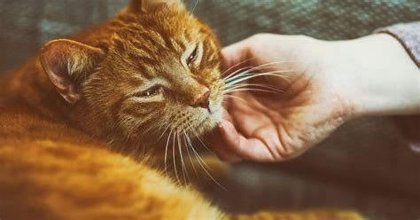 How And Why Do Cats Purr A Helpful Guide Simply Cat Care