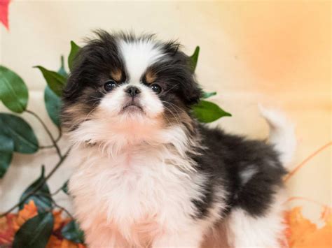 Japanese Chin Puppies Pet City Pet Shops