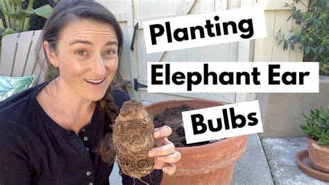 How To Plant Elephant Ear Bulbs Outdoors - bmp-troll