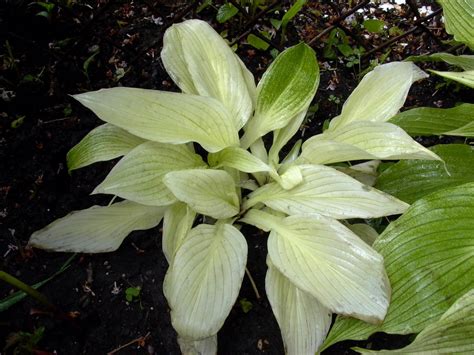 Specializing in hosta and other shade perennials. White Hosta (either white feather or white wall tire... I ...