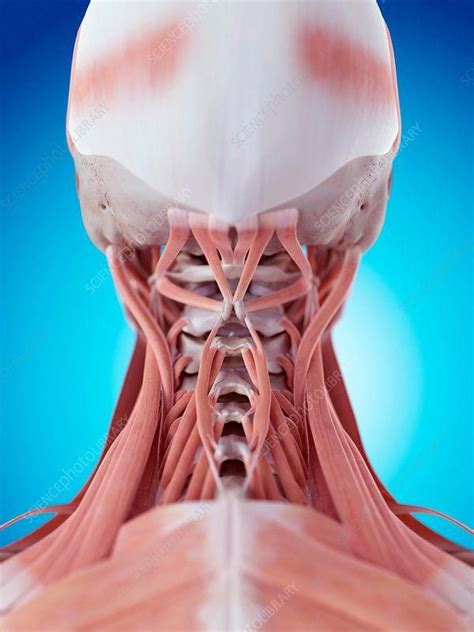 Muscles in your neck and the top part of your back aren't as large, they hold your head high. Human neck muscles | Muscle anatomy, Craniosacral therapy ...