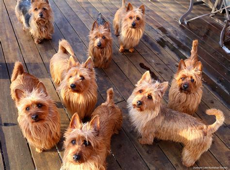 Adorable Australian Silky Terriers