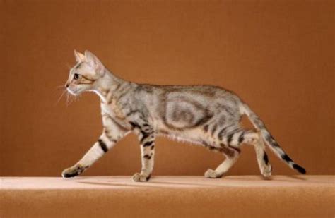 Sokoke Cat Breed Information Images Characteristics Health