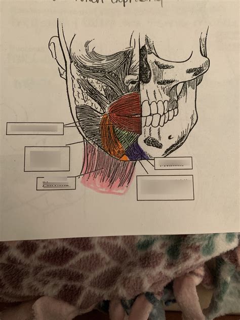 Muscles Of Mouth Diagram Quizlet