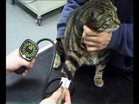 The condition can be caused by other diseases, in which case it's called secondary hypertension, or it can be the main issue itself. Cats Get High Blood Pressure Too: Monitor It - YouTube