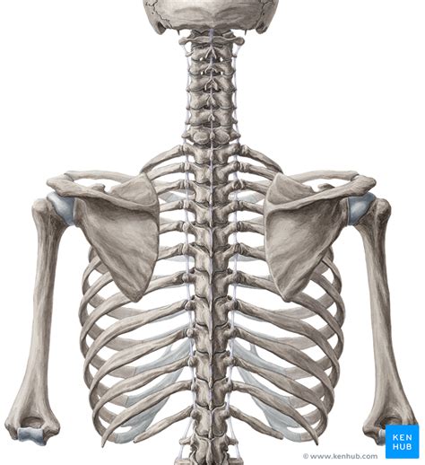 Anatomy Under The Right Rib What Organ Is Between My Ribs Sternum
