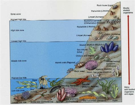 Marine Life Classification Chart Ocean Zones Marine Biology Marine